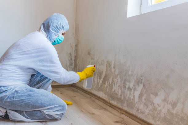 Professional mold removal team in Winterville